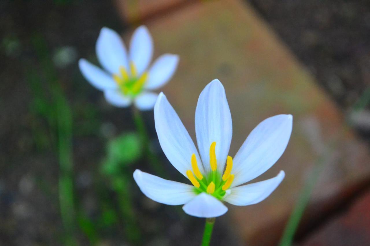 Amami-Green-Garden エクステリア 写真